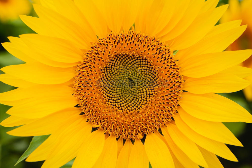 Similar – sunflower Beautiful Summer