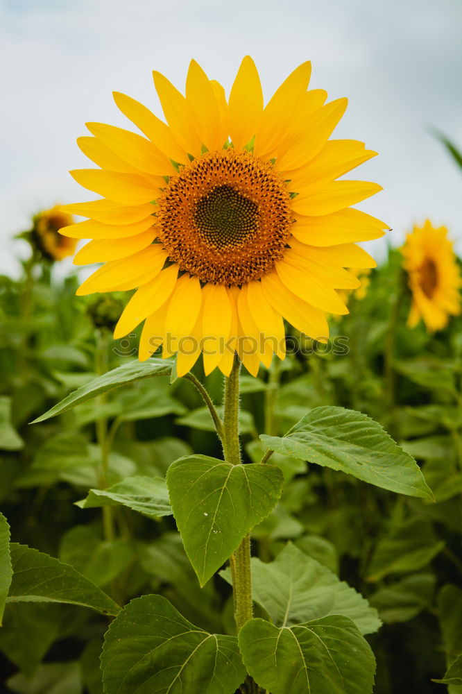 Similar – Image, Stock Photo sunflower cone Flower