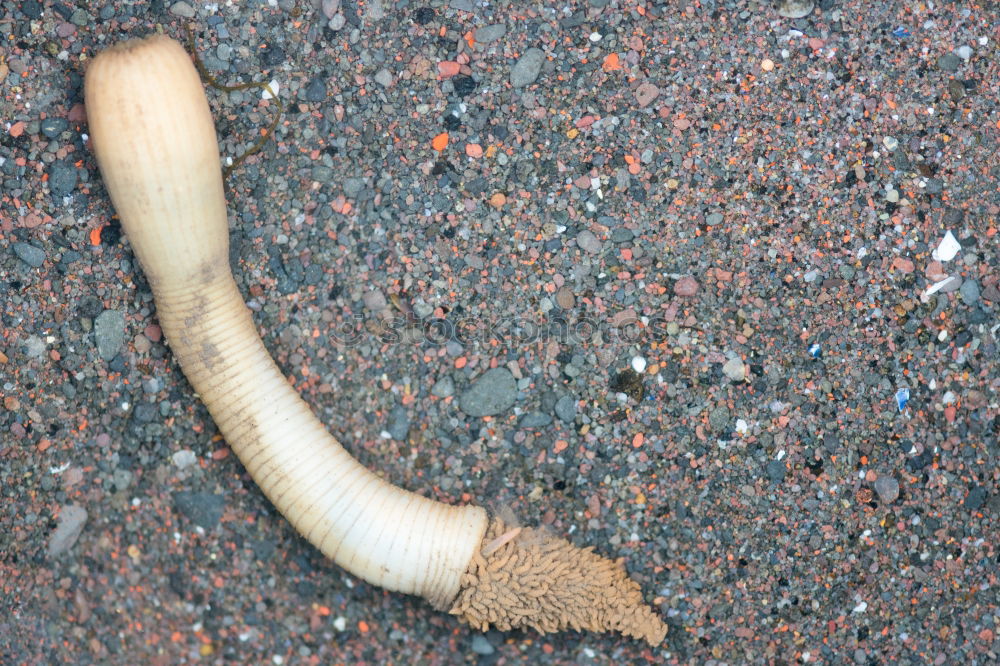 Bananenschale liegt auf einem Gehweg