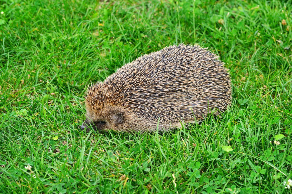 Similar – hedgehog walk Wild animal