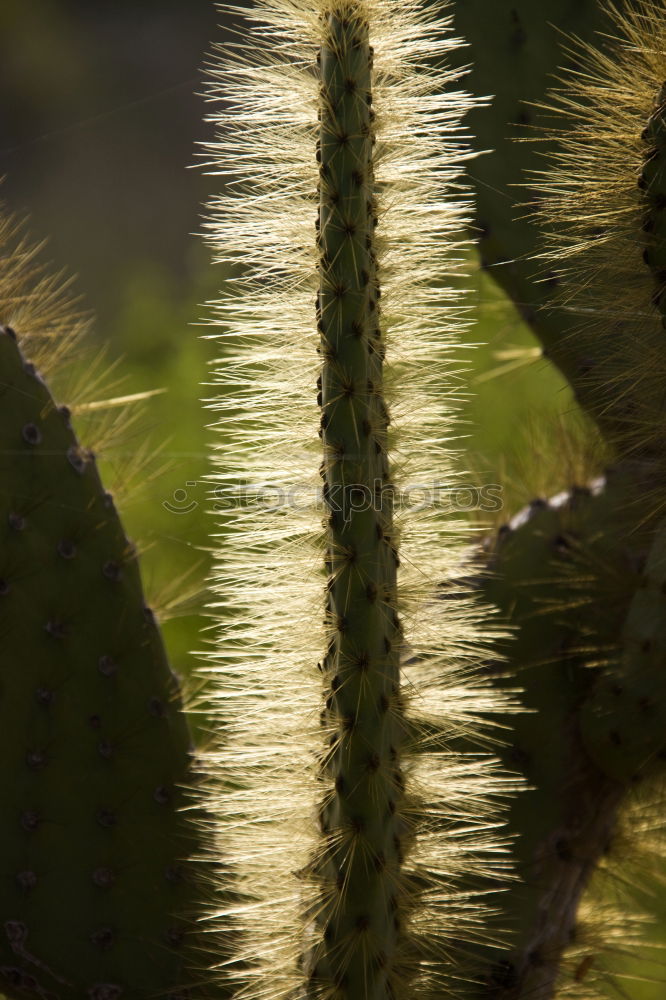 Similar – Foto Bild gestochen scharf Kaktus