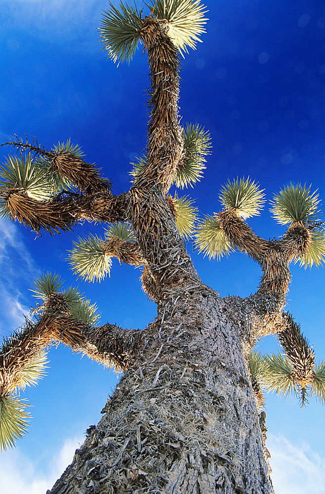 Similar – desert tree Tree Dry