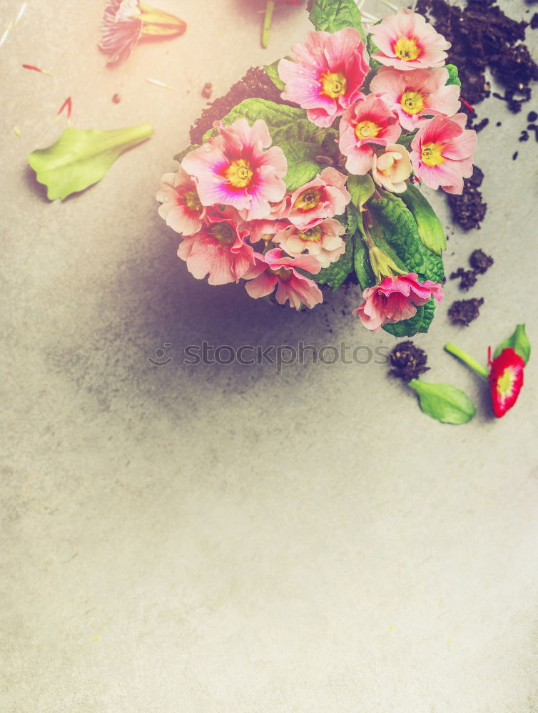 Similar – Image, Stock Photo a little flower for you