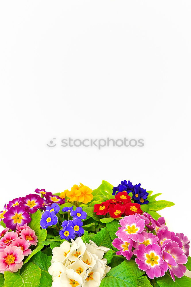 Similar – Flowers with bows on white wooden table