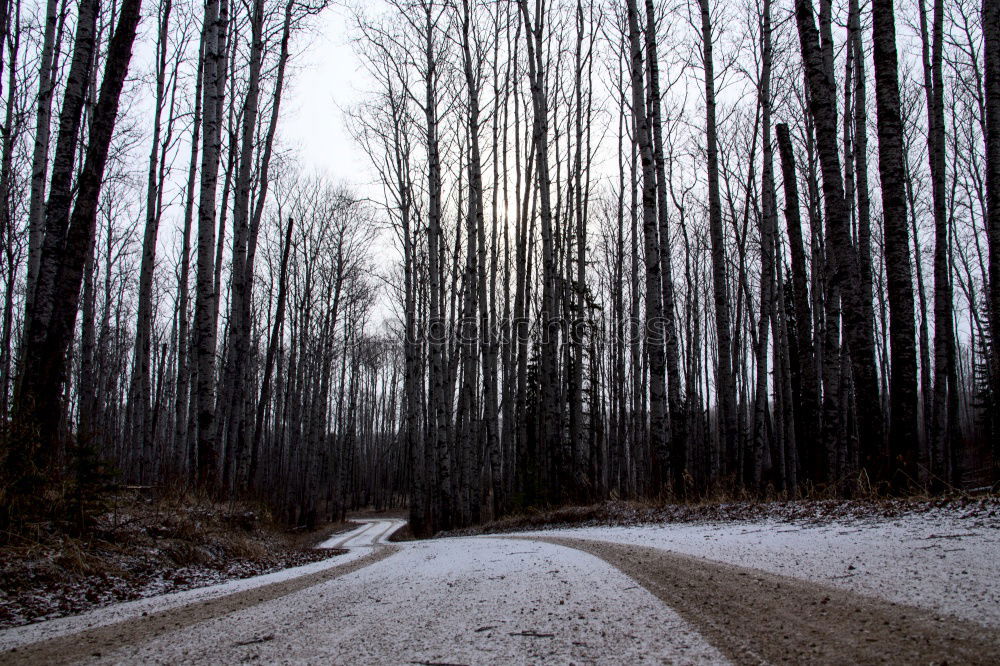 Similar – forest path Environment