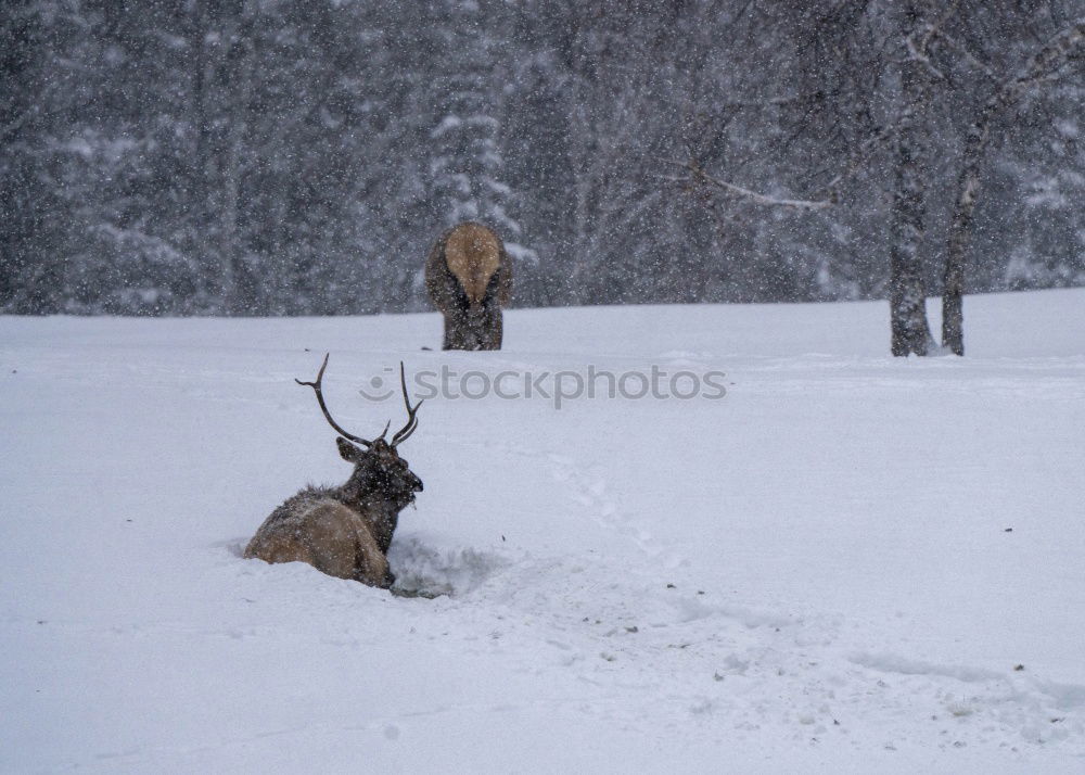 Similar – Foto Bild 2 Rehe auf gefrorener Wiese