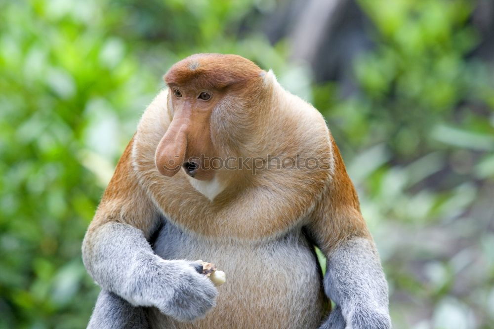 Similar – Monkey looks into the distance