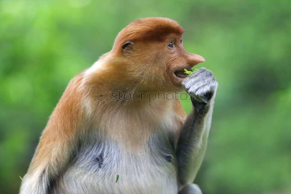 Similar – Image, Stock Photo Long nose, big belly, signs of age.