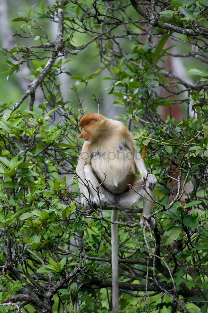 Similar – Image, Stock Photo Lazy bear in Punta Cahuita