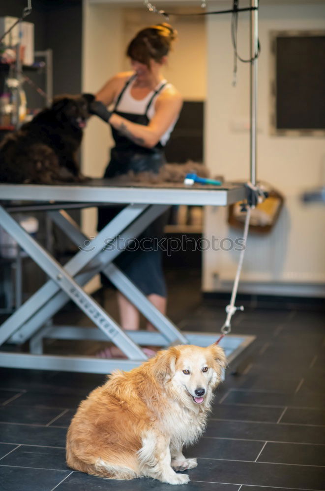 Similar – Woman with dog in the city