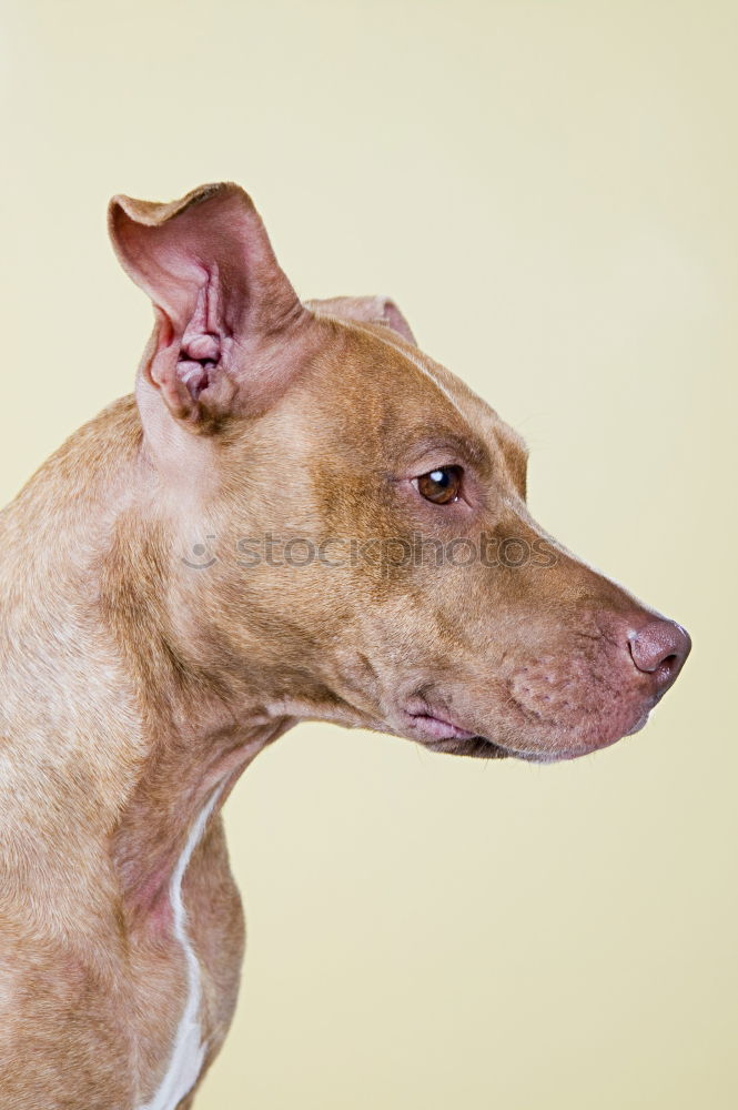 Similar – Image, Stock Photo Puppy looking at camera. Lovely gray Mini pinscher.