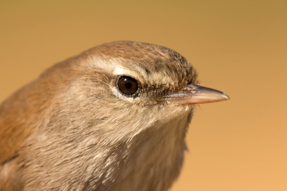 Similar – Image, Stock Photo Nice tit with blue head looking up