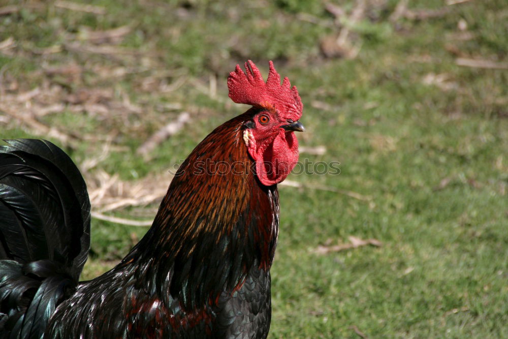 Image, Stock Photo The cock Vacation & Travel