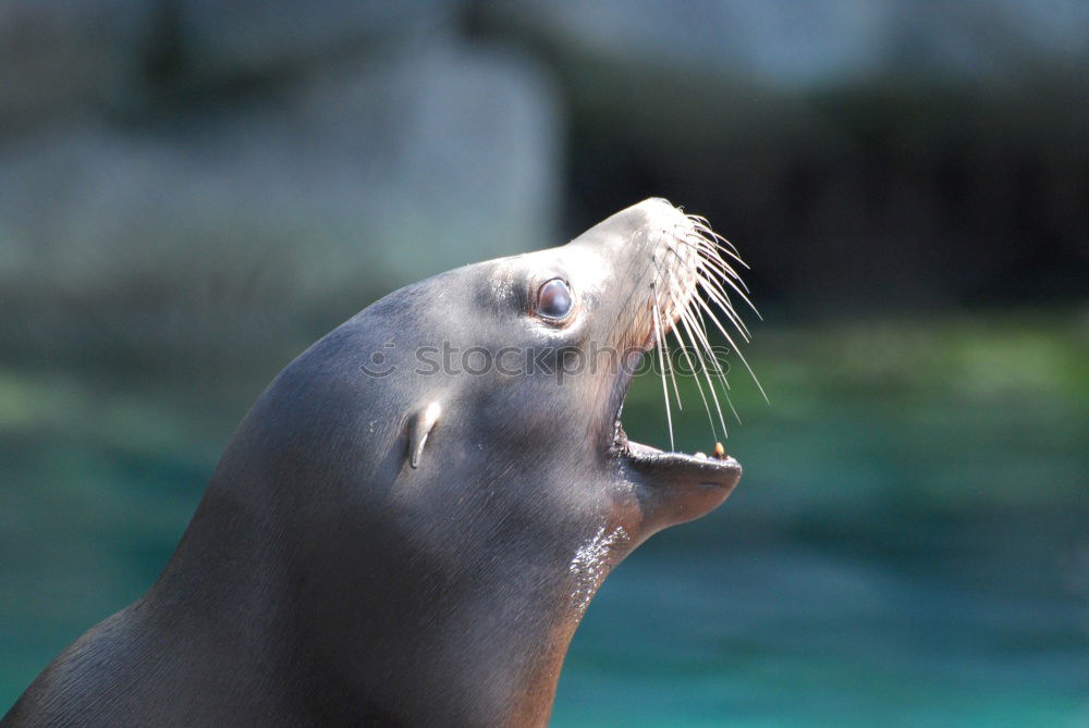 Similar – swimming penguin, humboldt penguin