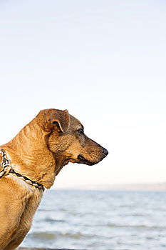 Similar – Image, Stock Photo Ears in the storm Dog Pelt