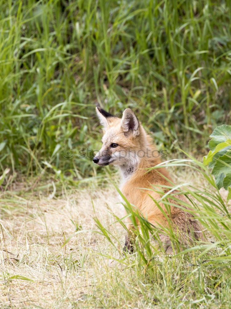 Similar – small young fox Beautiful