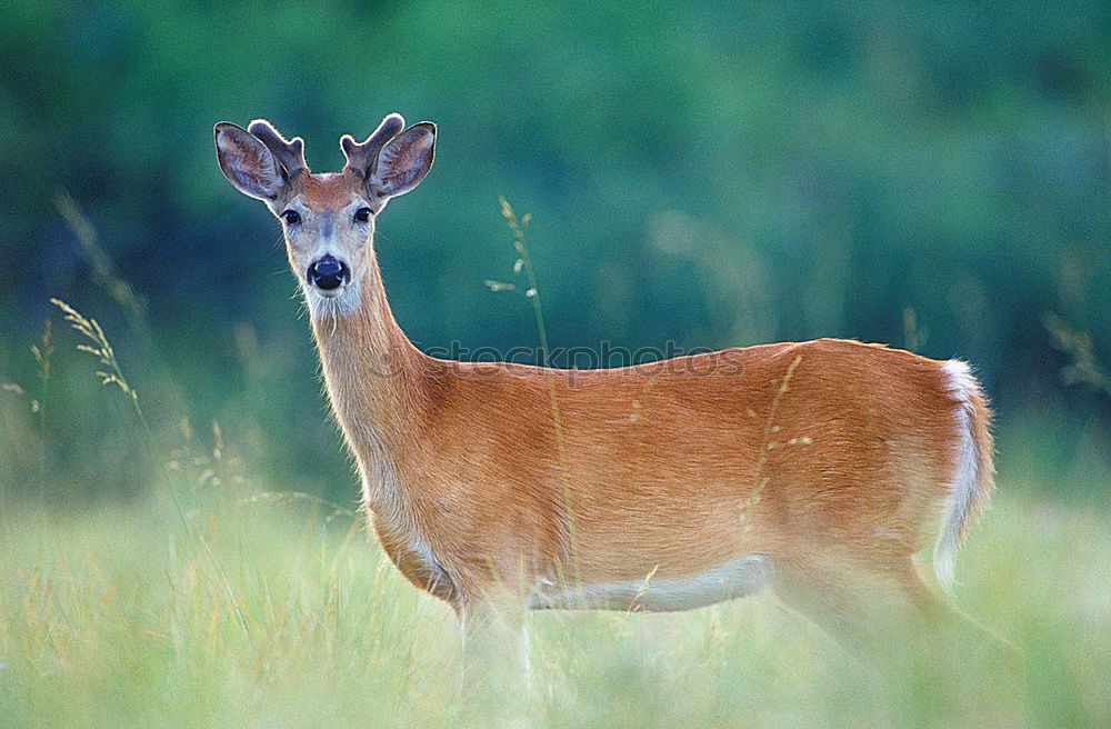 Similar – Image, Stock Photo The japanese deer