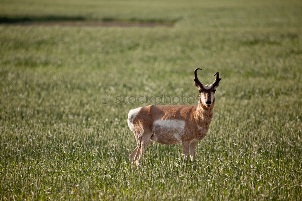 Similar – Image, Stock Photo top dog Nature Animal