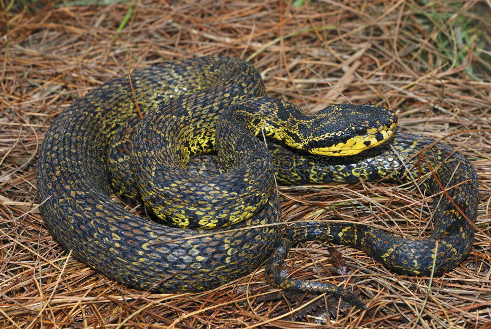 Similar – Image, Stock Photo female meadow viper in natural habitat