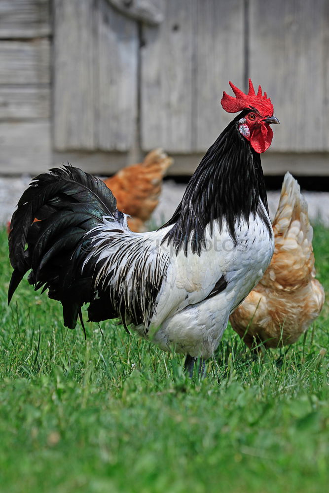 Similar – young hens chicken fowls