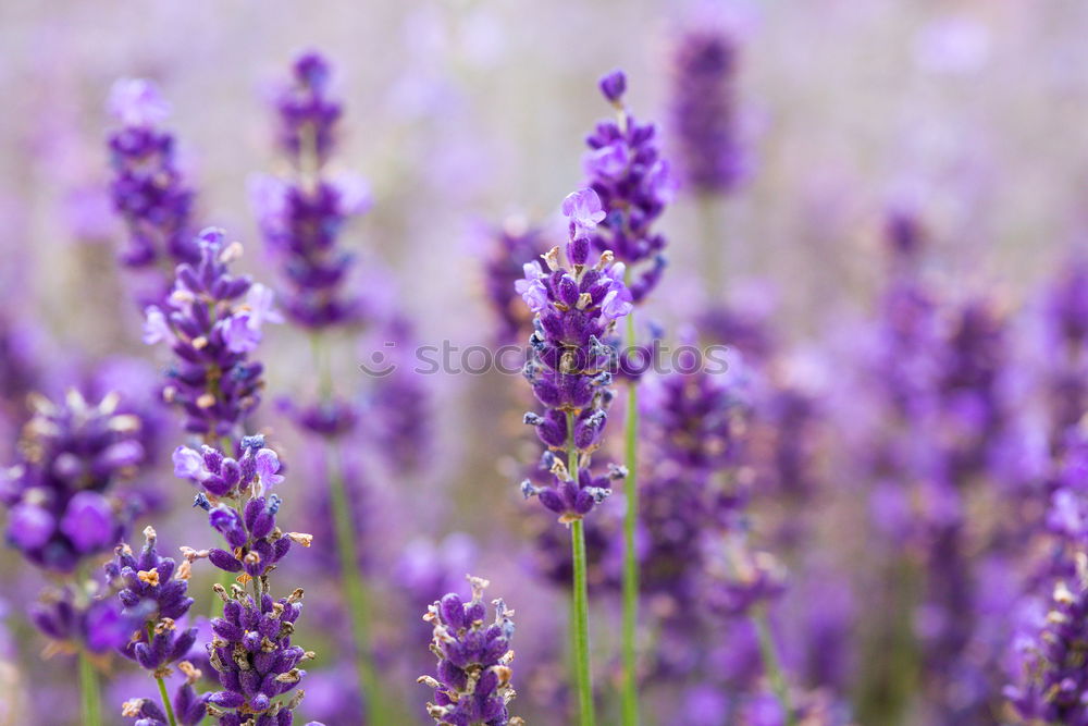 Similar – Image, Stock Photo lavender field Summer