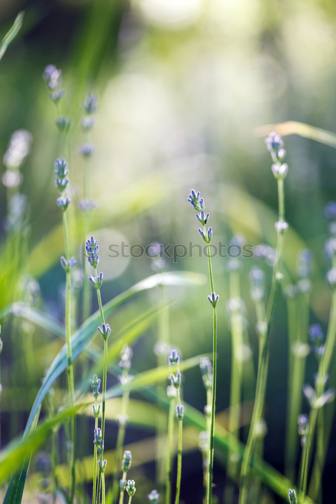 Similar – Image, Stock Photo crocus Blossoming Flower