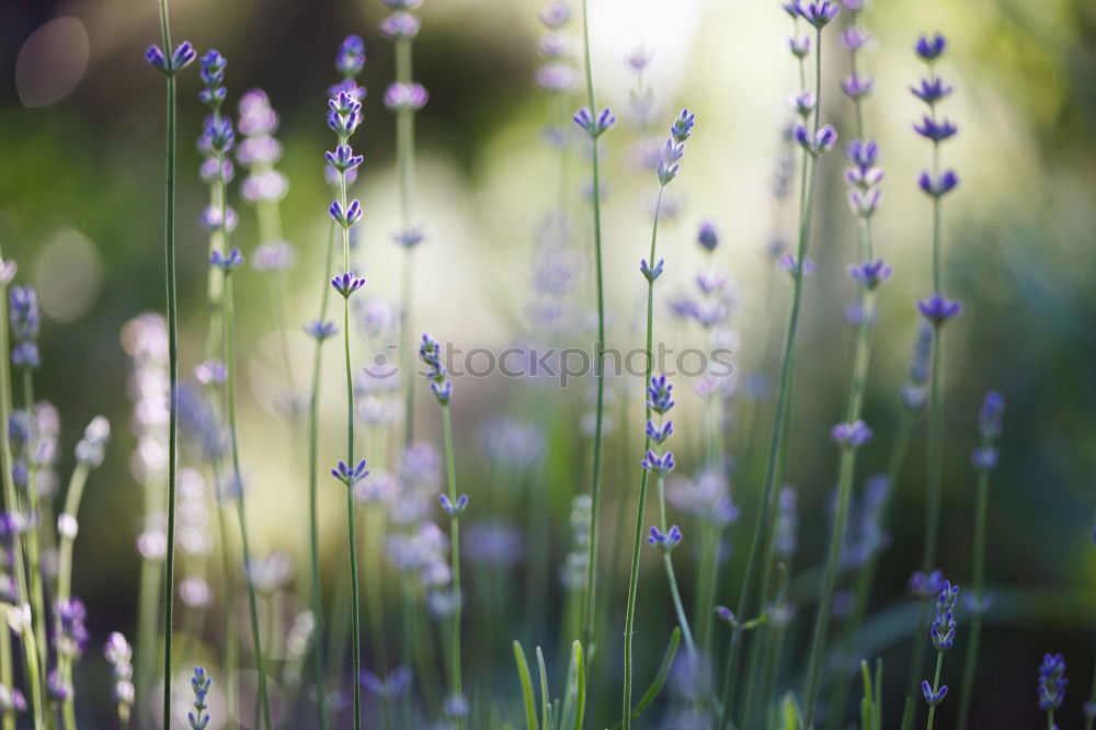 Similar – Lavender Herbs and spices