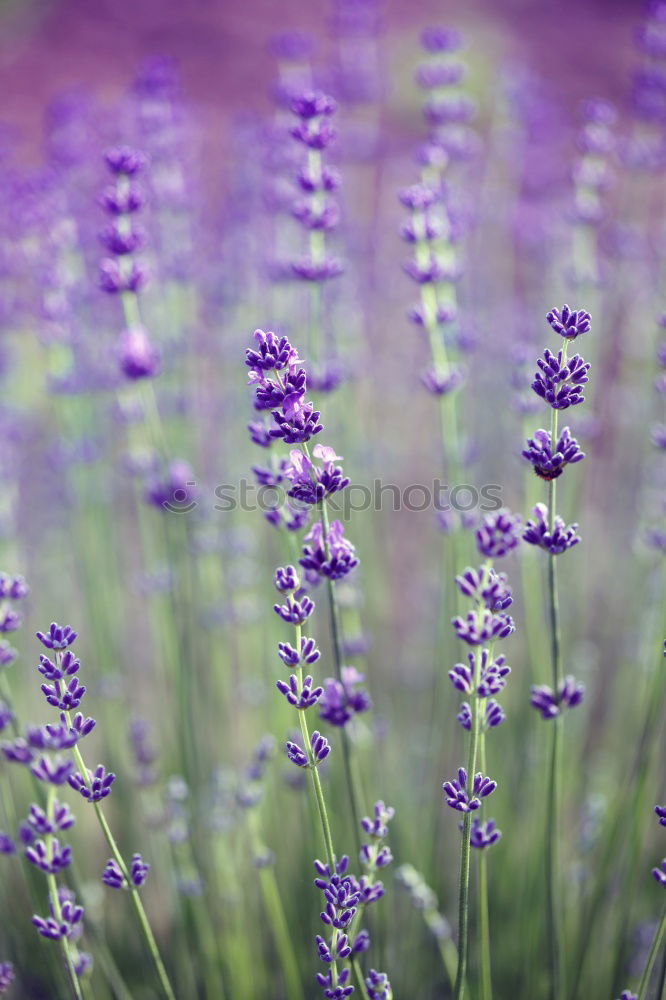 Similar – Image, Stock Photo lavender Nature Summer