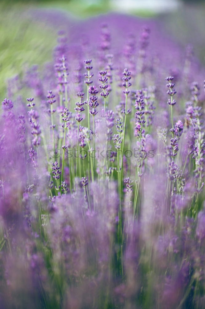 Image, Stock Photo lavender Nature Summer