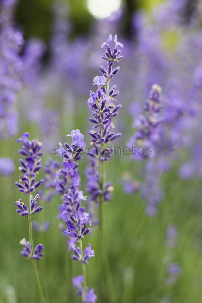 Similar – Foto Bild Lavandula angustifolia in quer