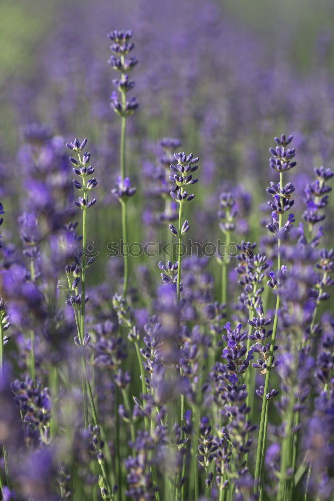 Similar – Dufte Blüte Blume Geruch