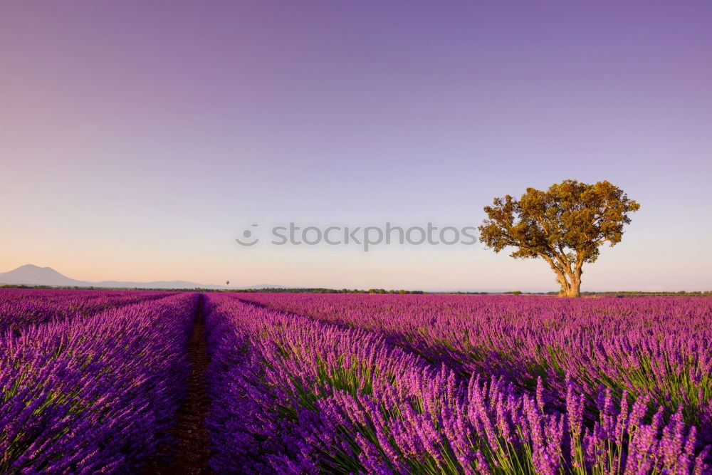 Similar – Image, Stock Photo Beautiful fragrant lavender field in bright light Valensole, Provence, France