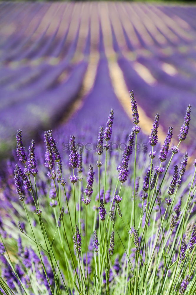 Similar – lavender Lavender