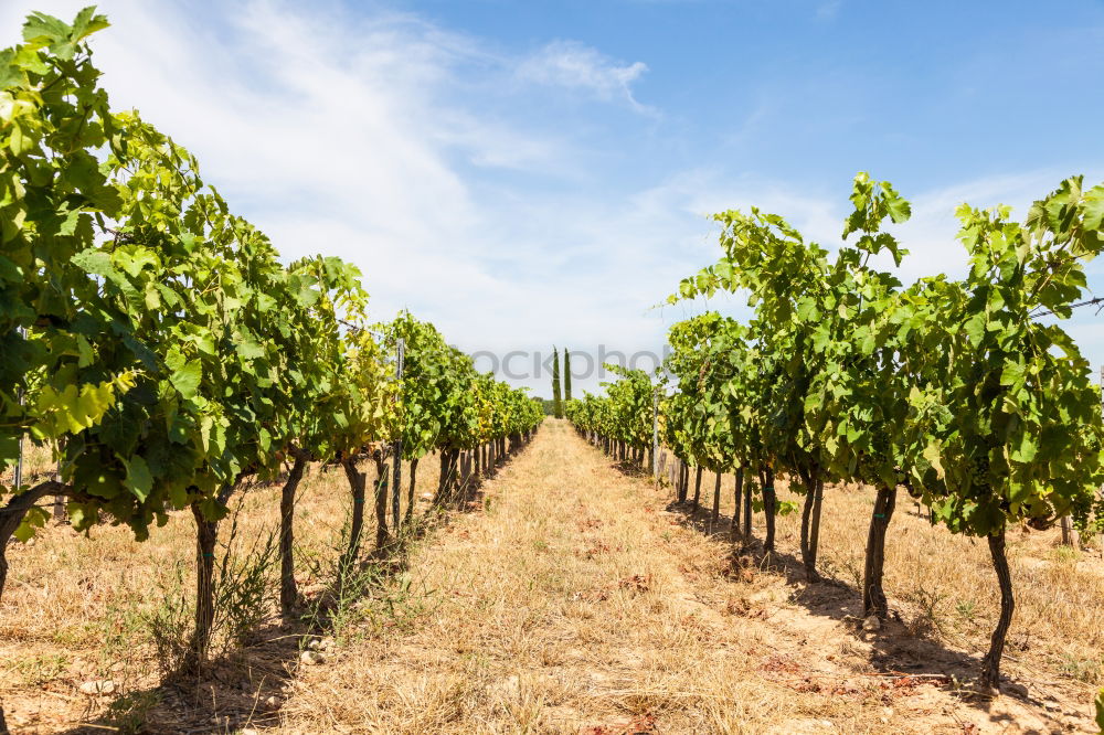 Similar – Image, Stock Photo Vine grapes Fruit