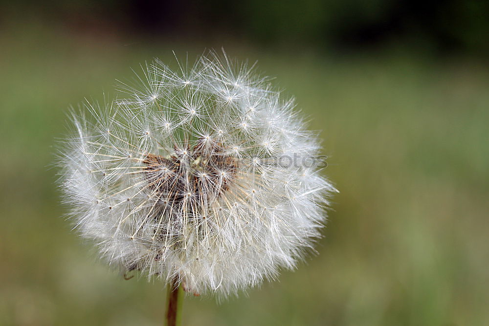 Similar – Foto Bild Verblühter Löwenzahn Blume