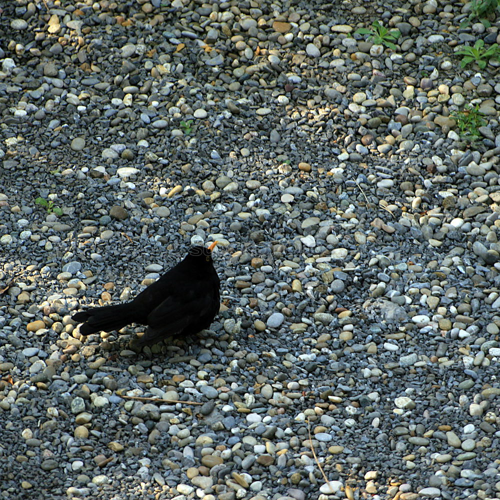 Similar – Image, Stock Photo The Lonely Bird Nature