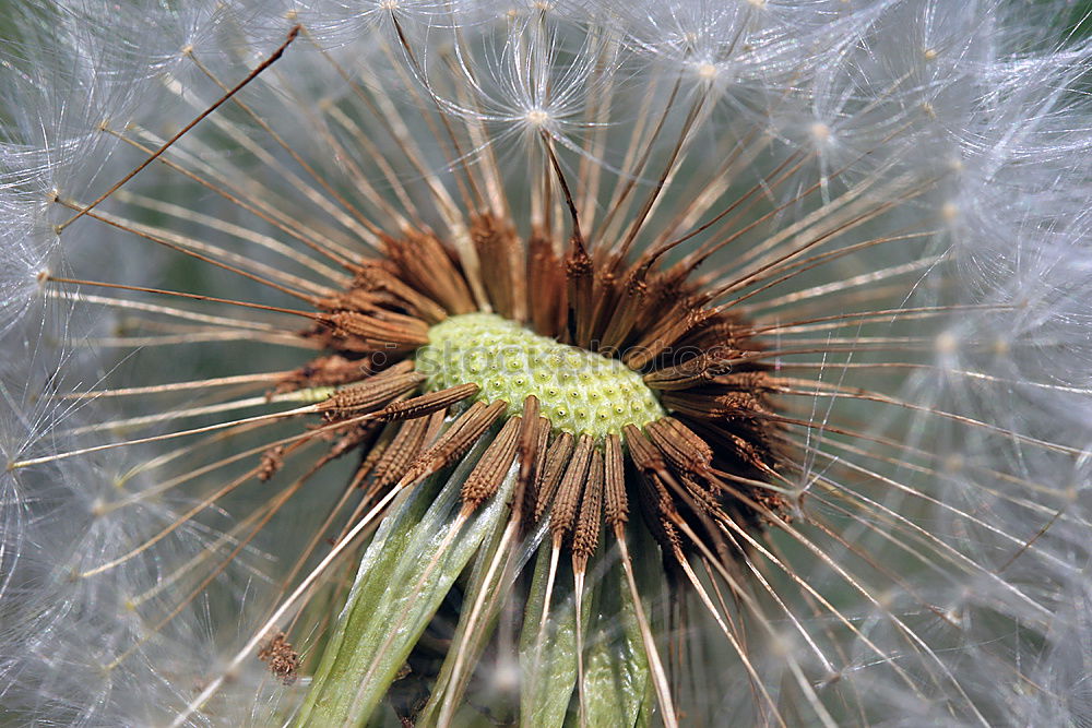 Similar – Image, Stock Photo Every detail Dandelion