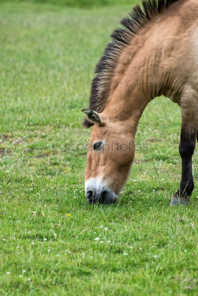 Similar – Icelanders Animal 1 Brown