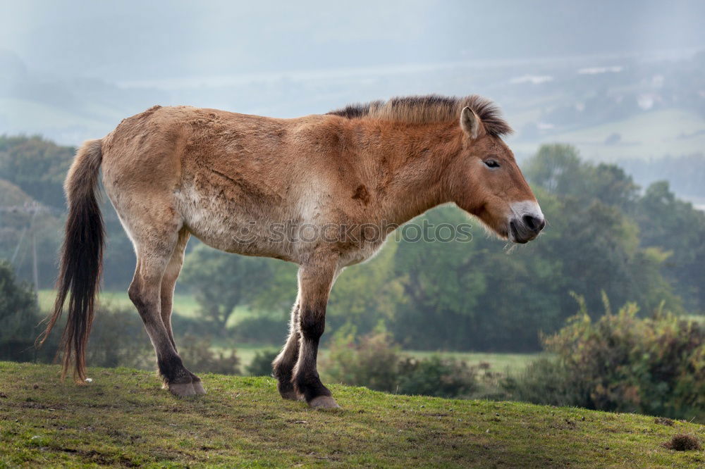 Similar – Image, Stock Photo Horse on alpine meadow