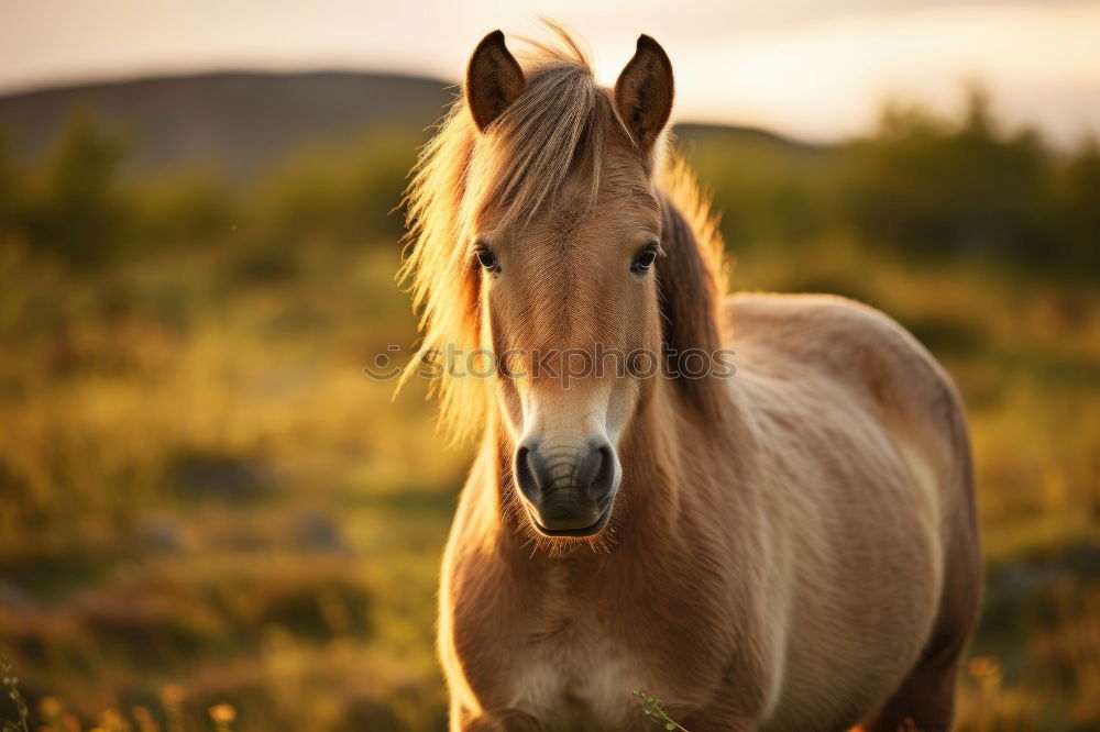 Similar – Image, Stock Photo brown foal standing on meadow