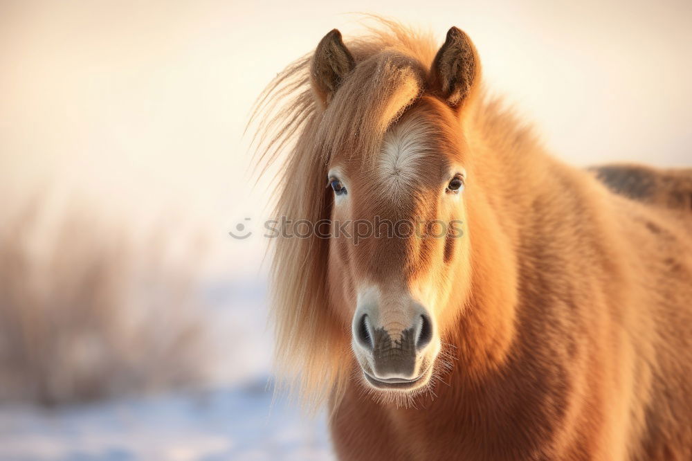 Similar – Portrait of an Icelandic pony