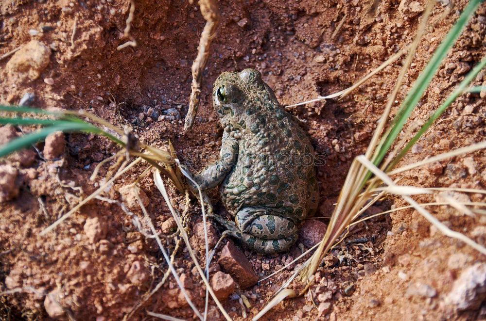 Similar – Image, Stock Photo Chameleon I Animal