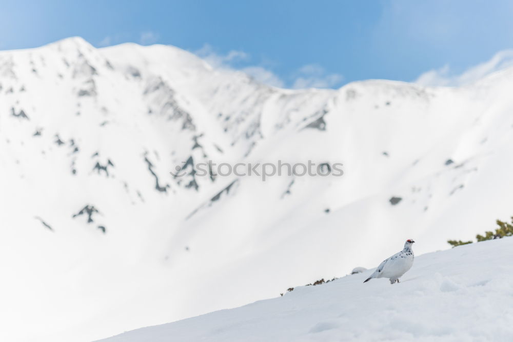 ski#1 Powder snow Jump