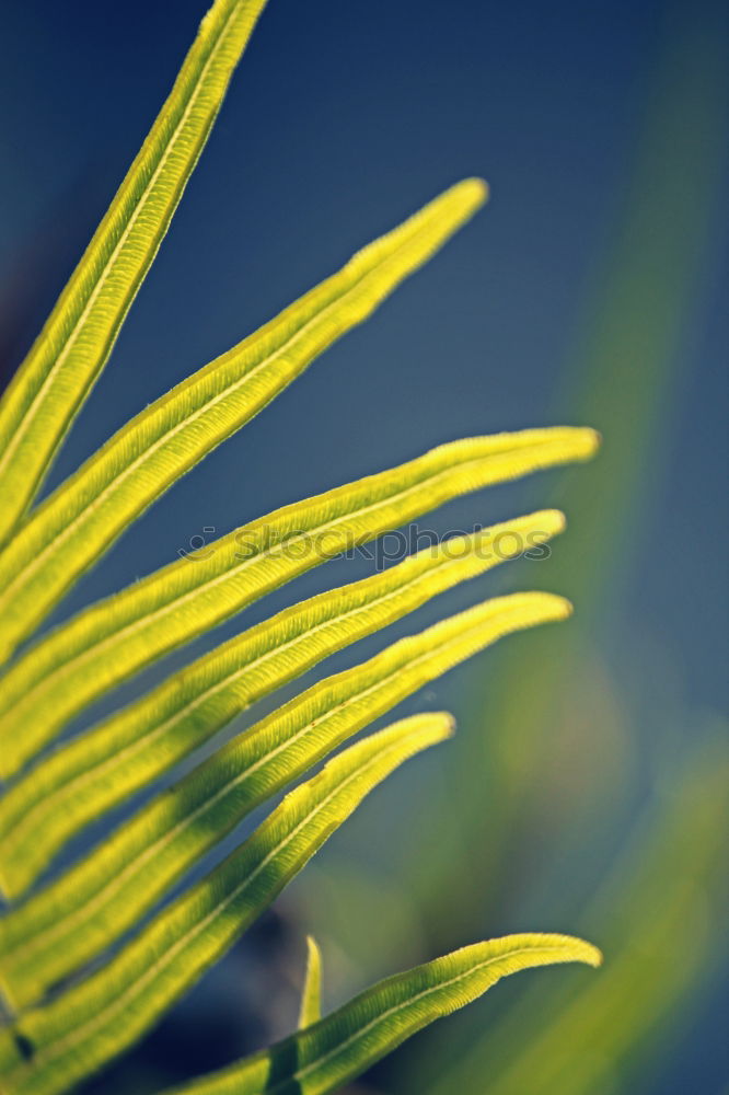 Similar – Grünzeug Blatt blenden