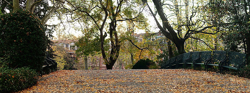 Similar – Image, Stock Photo autumn Nature Plant Autumn