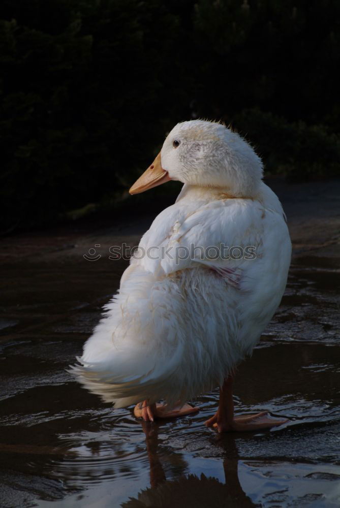 Similar – Foto Bild papera Vogel goose lake