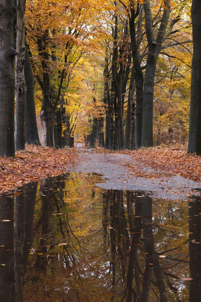 Similar – chestnuts Nature Landscape