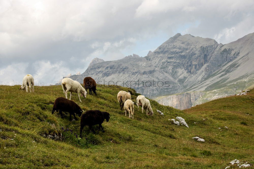 Similar – Portrait: Lying Alpine cow