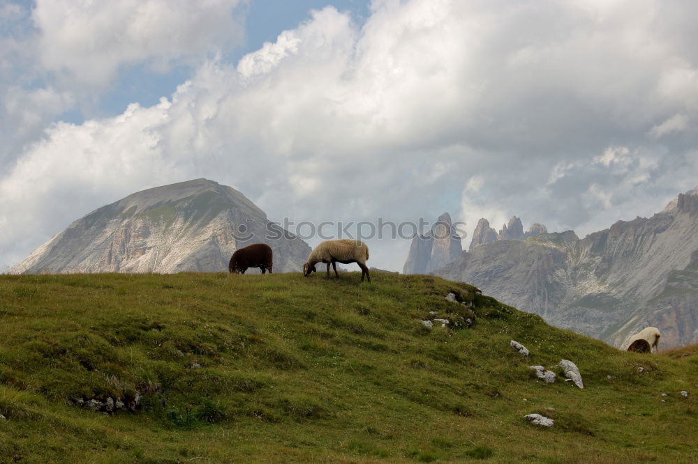 Similar – Haflinger on the Villanderer Alm