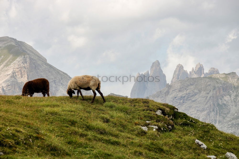 Similar – Haflinger on the Villanderer Alm